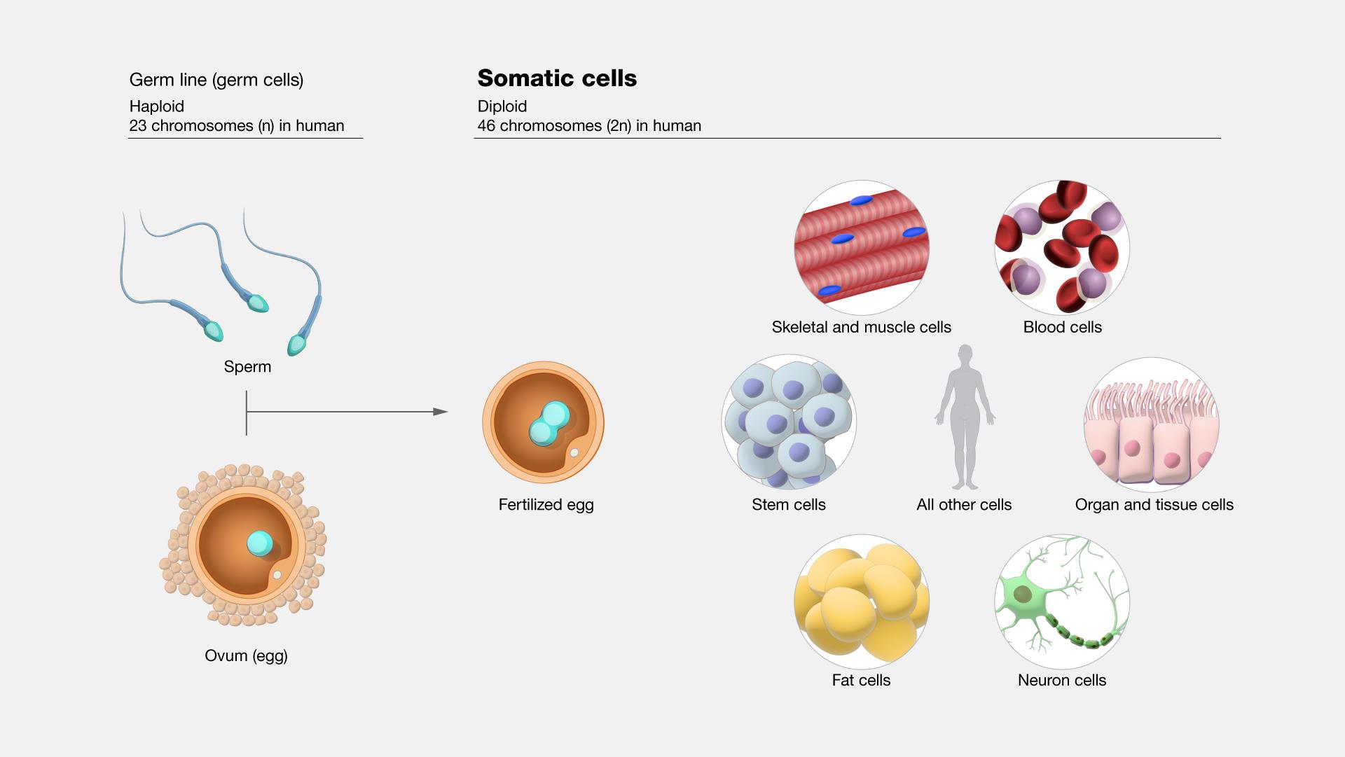 Sex chromosomes diagram