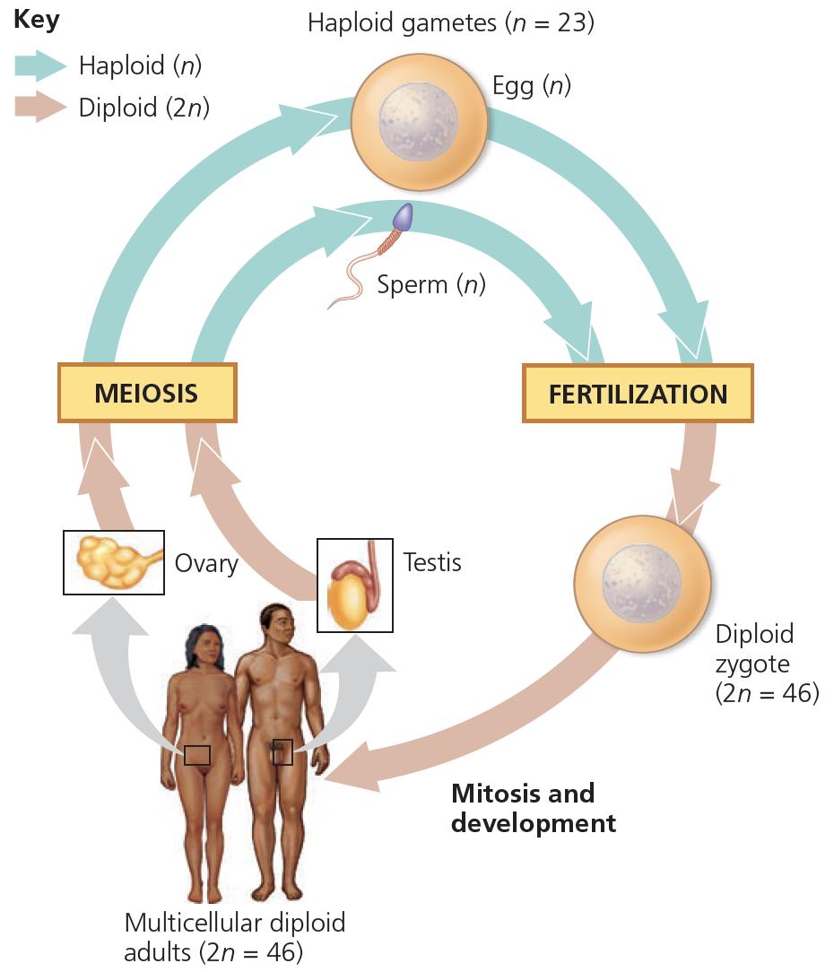 Human life cycle diagram