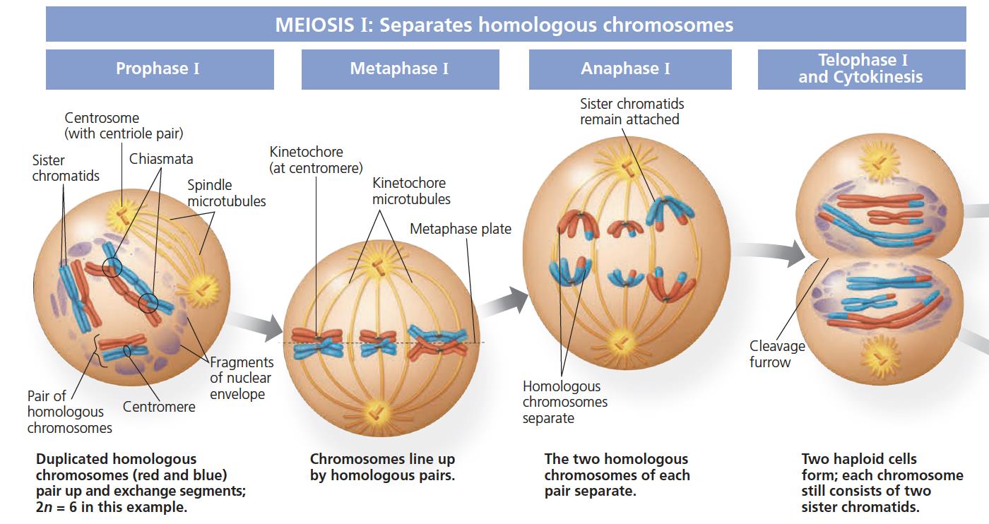 Meiosis I diagram