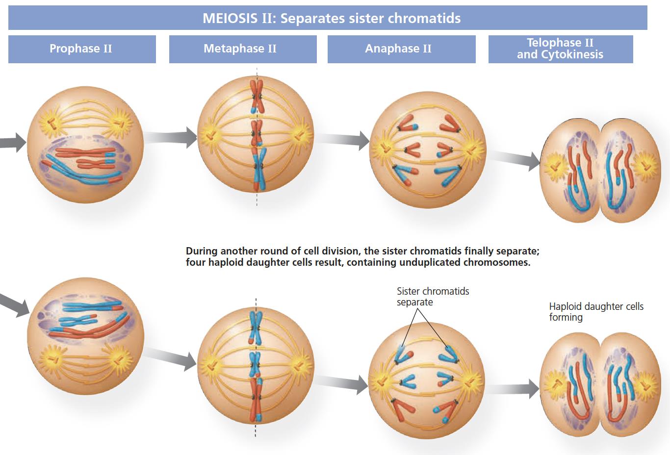 Meiosis II diagram