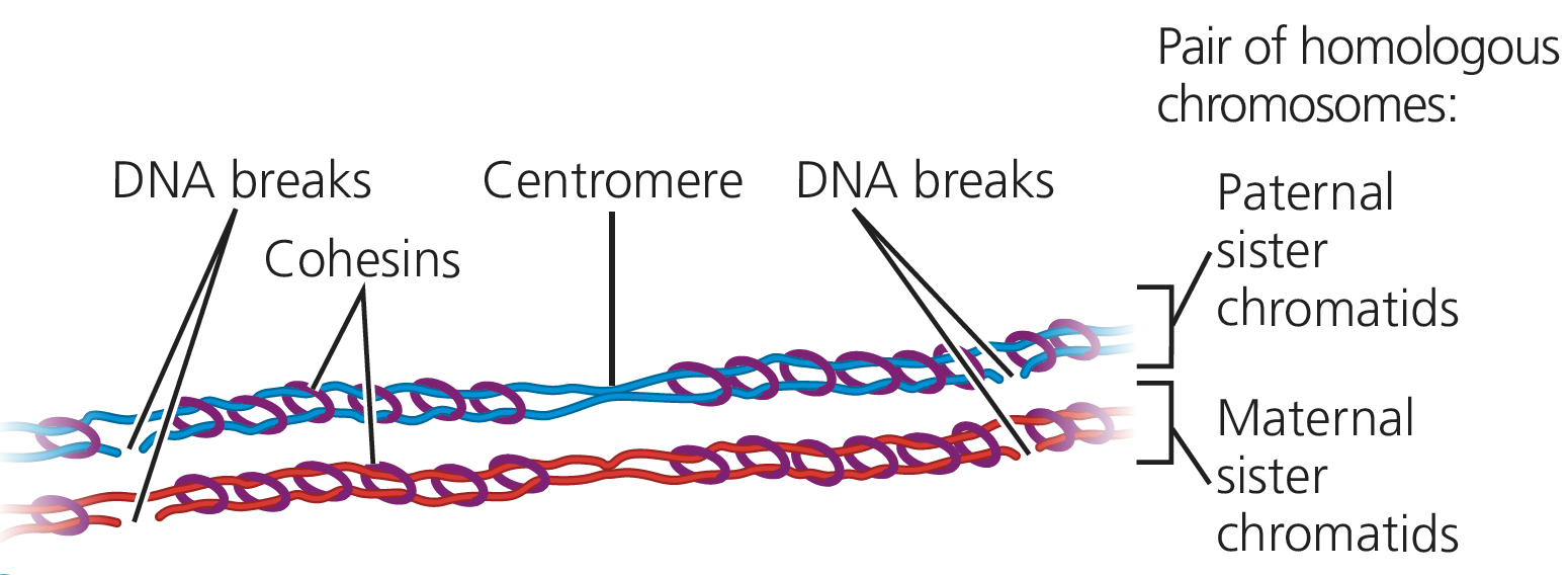 Synapsis and crossing over diagram