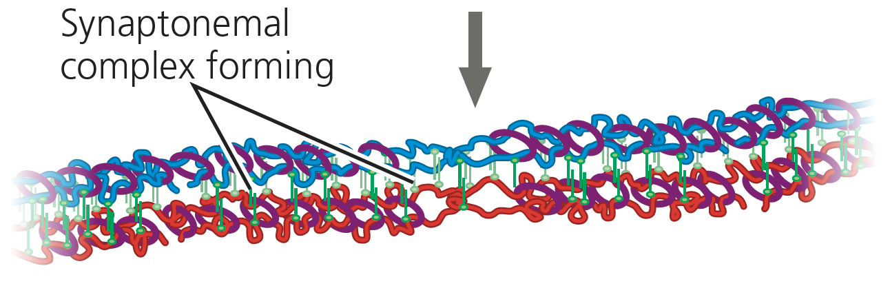 Synaptonemal complex diagram
