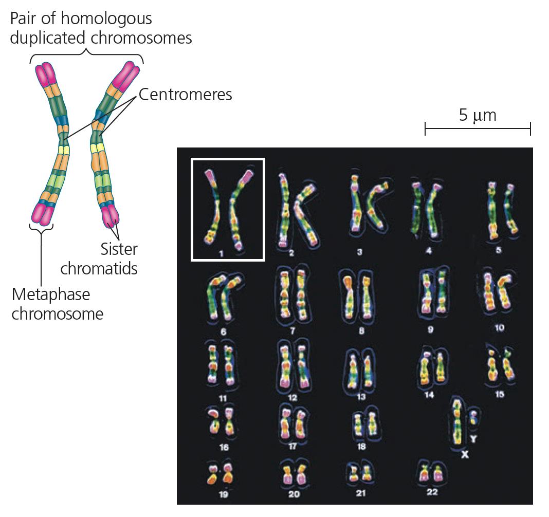 Karyotype diagram showing chromosome pairs