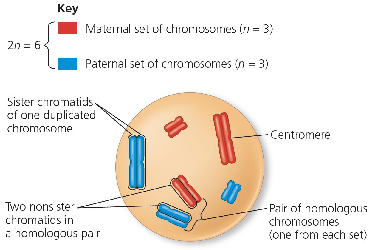 Diploid and Haploid comparison diagram