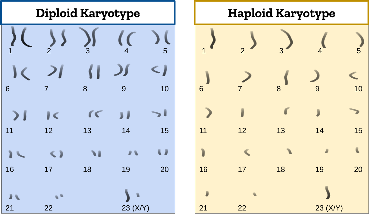 Chromosome set visualization
